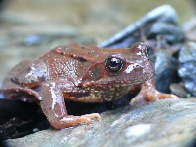 Frosch